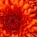 chrysanthemum_0
